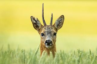 Kozioł sarny z krótkim porożem patrzy znad zboża