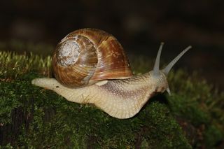 Winniczek pełznie po mchu, widać brązową muszlę i dwie długie czułki